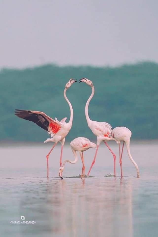 Kottamba Yala Stay & Safari Tissamaharama Exteriér fotografie