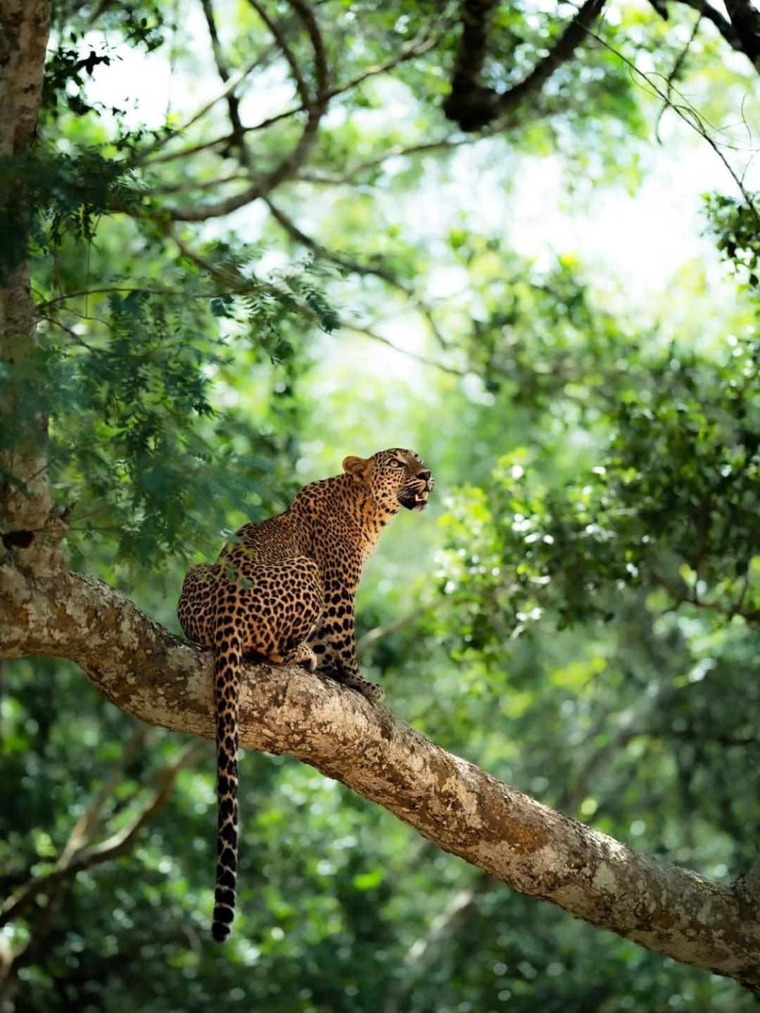 Kottamba Yala Stay & Safari Tissamaharama Exteriér fotografie