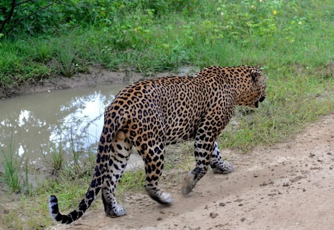 Kottamba Yala Stay & Safari Tissamaharama Exteriér fotografie