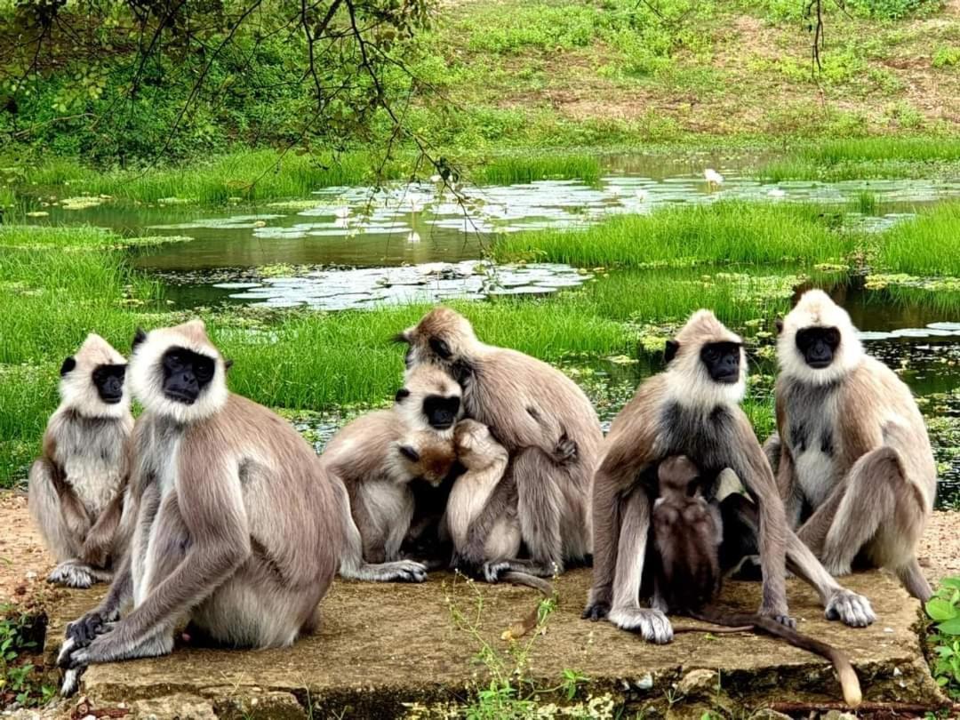 Kottamba Yala Stay & Safari Tissamaharama Exteriér fotografie